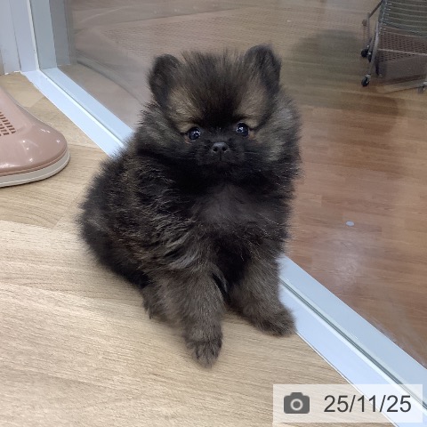 ポメラニアンの写真