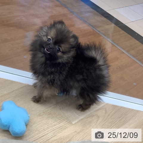 大阪府のポメラニアン (ペットプラス りんくう泉南店/2025年9月19日生まれ/女の子/ウルフセーブル)の子犬の3枚目の画像