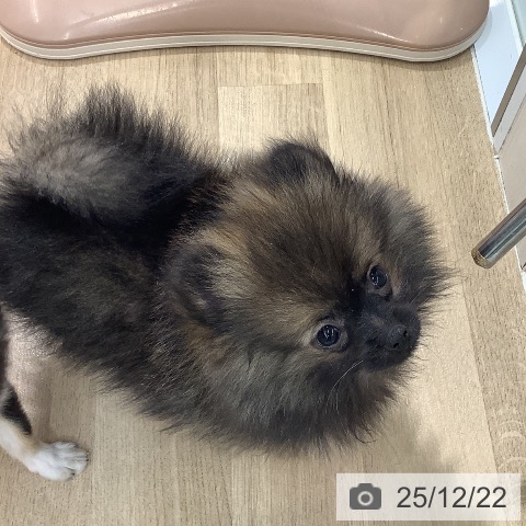 大阪府のポメラニアン (ペットプラス りんくう泉南店/2025年9月19日生まれ/女の子/ウルフセーブル)の子犬の3枚目の画像