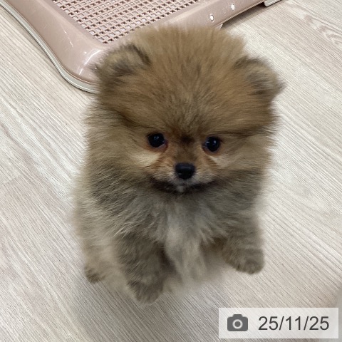 ポメラニアンの写真