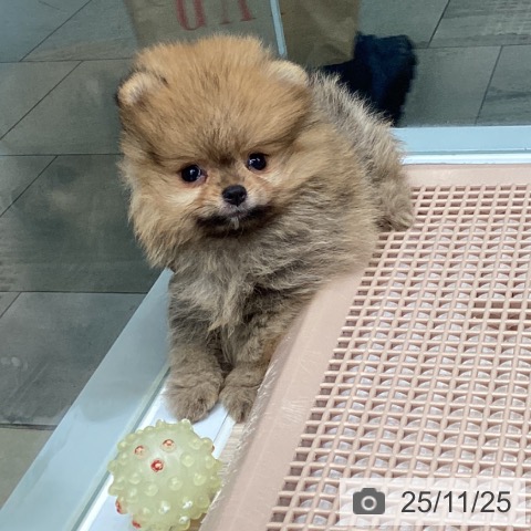 ポメラニアンの写真