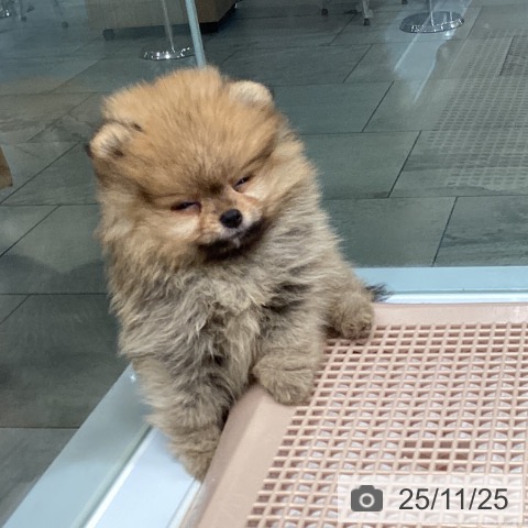 ポメラニアンの写真