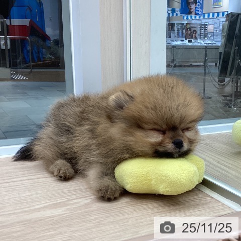 ポメラニアンの写真