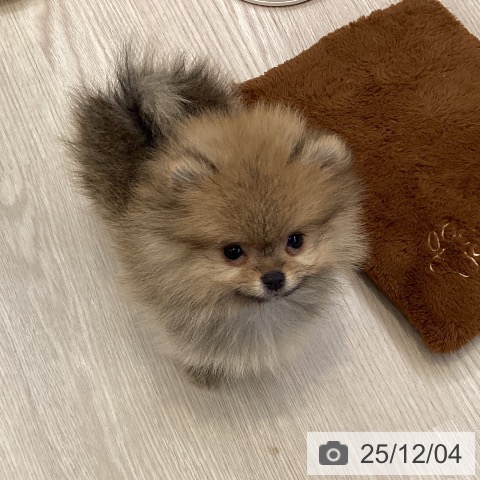 大阪府のポメラニアン (ペットプラス ららぽーと和泉店/2025年9月23日生まれ/男の子/オレンジ)の子犬の3枚目の画像