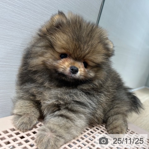 ポメラニアンの写真