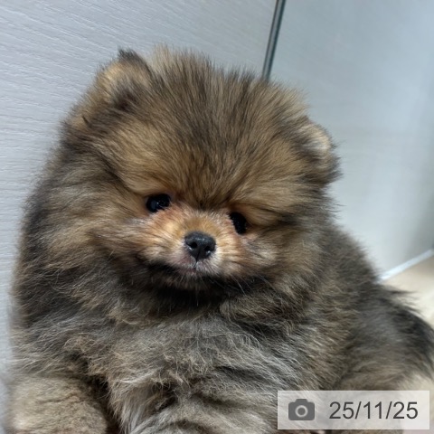 ポメラニアンの写真