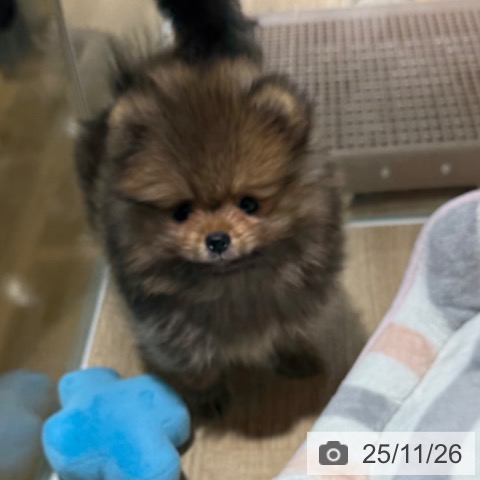 ポメラニアンの写真