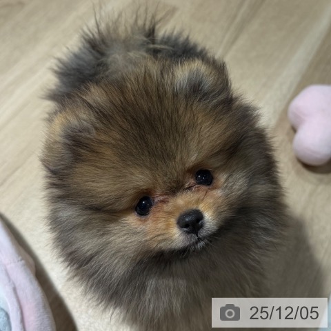 兵庫県のポメラニアン (ペットプラス 神戸三宮店/2025年9月23日生まれ/男の子/オレンジ)の子犬の4枚目の画像