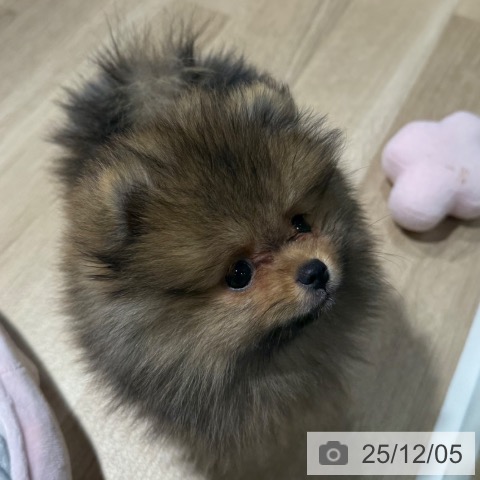 兵庫県のポメラニアン (ペットプラス 神戸三宮店/2025年9月23日生まれ/男の子/オレンジ)の子犬の3枚目の画像