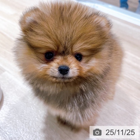 ポメラニアンの写真