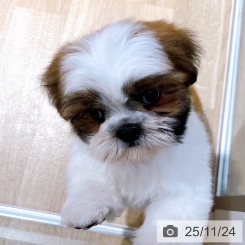 シー・ズーの写真