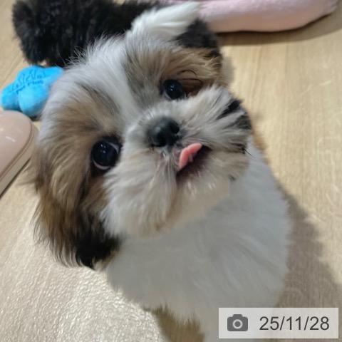 シー・ズーの写真