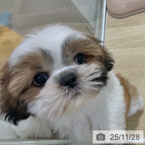 シー・ズーの写真