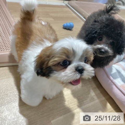 シー・ズーの写真