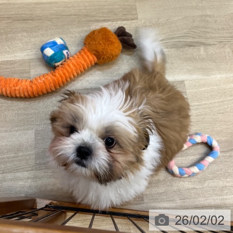 シー・ズーの写真