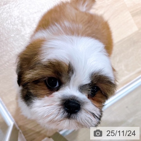 シー・ズーの写真