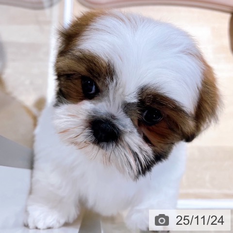 シー・ズーの写真