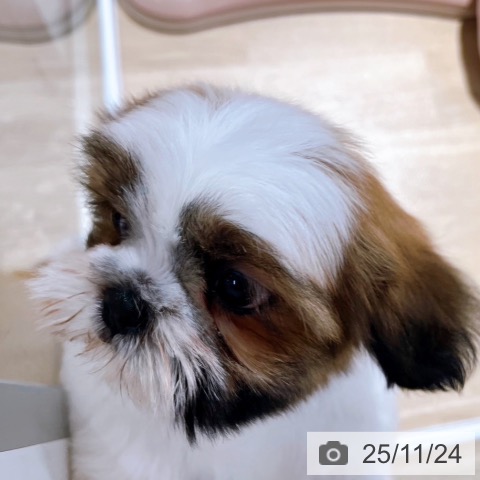 シー・ズーの写真