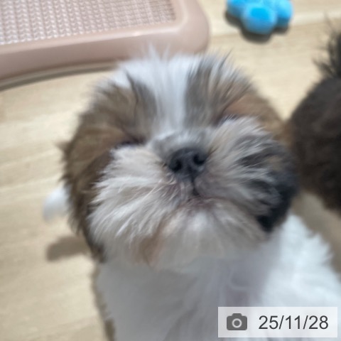 大阪府のシーズー (ペットプラス イオン大日店/2025年9月20日生まれ/男の子/ゴールドホワイト)の子犬の4枚目の画像