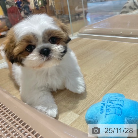 大阪府のシーズー (ペットプラス イオン大日店/2025年9月20日生まれ/男の子/ゴールドホワイト)の子犬の3枚目の画像