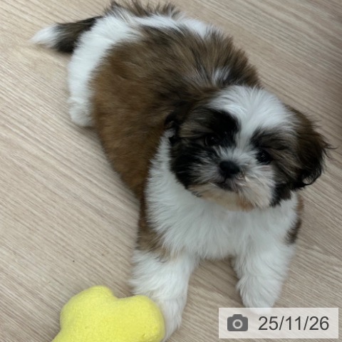 シー・ズーの写真