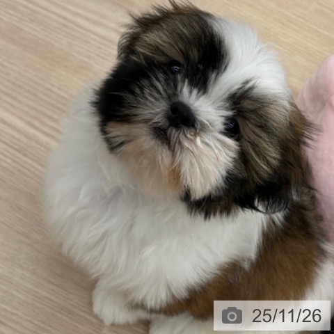 シー・ズーの写真