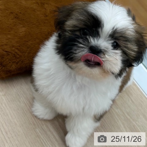 シー・ズーの写真