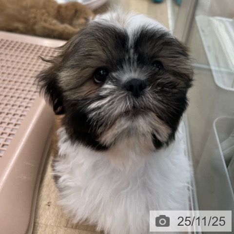 シー・ズーの写真