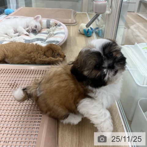 シー・ズーの写真