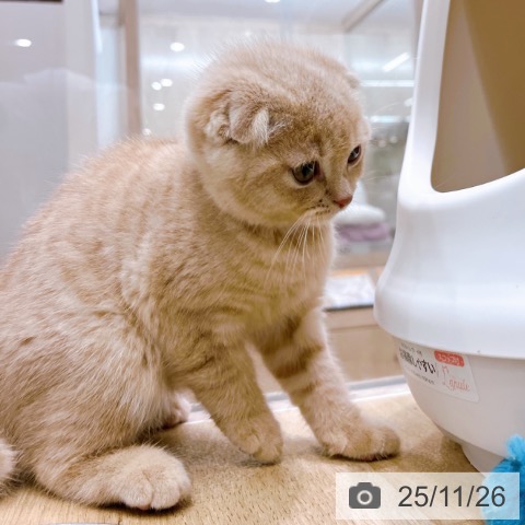 スコティッシュフォールドの写真