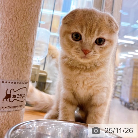 スコティッシュフォールドの写真