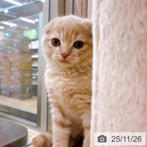 スコティッシュフォールドの写真