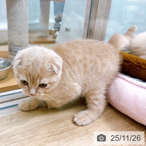 スコティッシュフォールドの写真