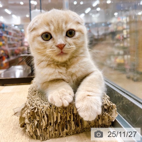 スコティッシュフォールドの写真