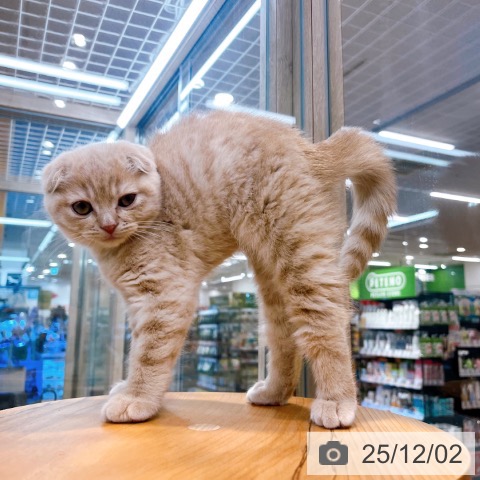 スコティッシュフォールドの写真