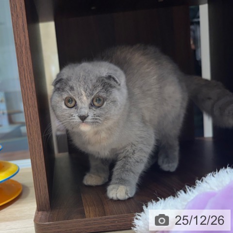 大阪府のスコティッシュフォールド (ペットプラス 四條畷店/2025年9月22日生まれ/女の子/ブルークリーム)の子猫の4枚目の画像