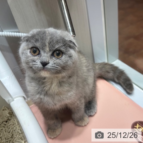 大阪府のスコティッシュフォールド (ペットプラス 四條畷店/2025年9月22日生まれ/女の子/ブルークリーム)の子猫の3枚目の画像