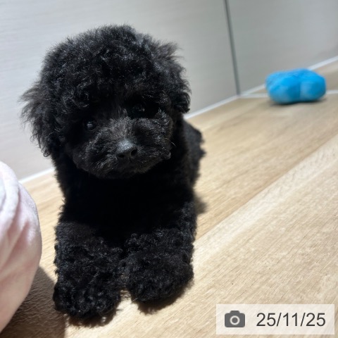 トイ・プードルの写真