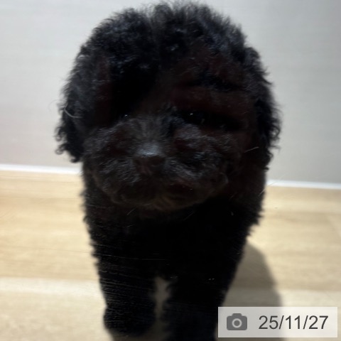 トイ・プードルの写真