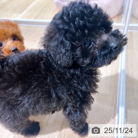 トイ・プードルの写真