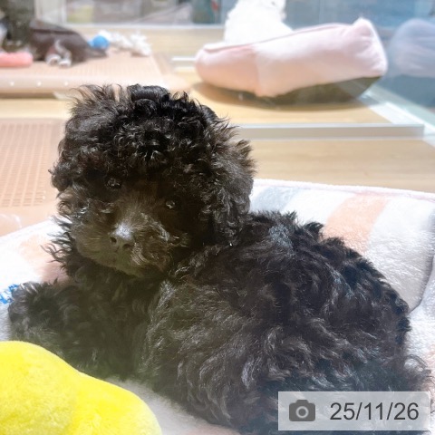 トイ・プードルの写真