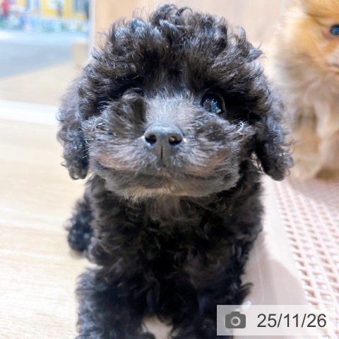 トイ・プードルの写真