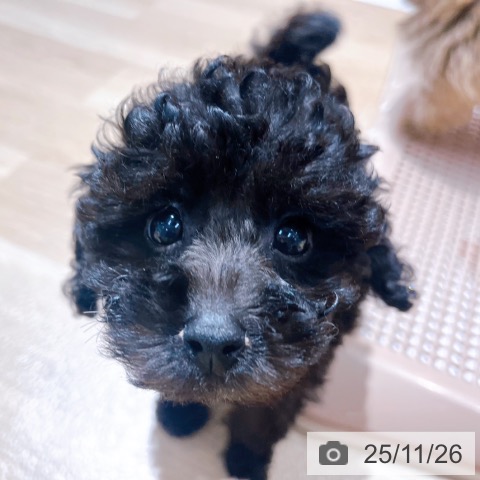 トイ・プードルの写真