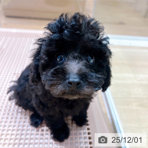 大阪府のトイプードル(トイ) (ペットプラス イオン大日店/2025年9月24日生まれ/男の子/ブラック)の子犬の3枚目の画像