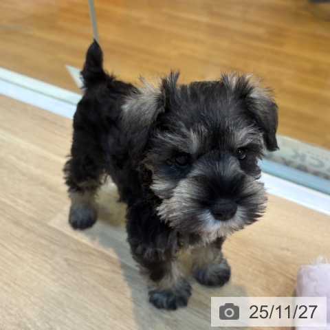 ミニチュア・シュナウザーの写真