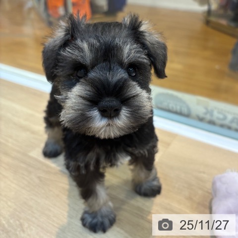 ミニチュア・シュナウザーの写真