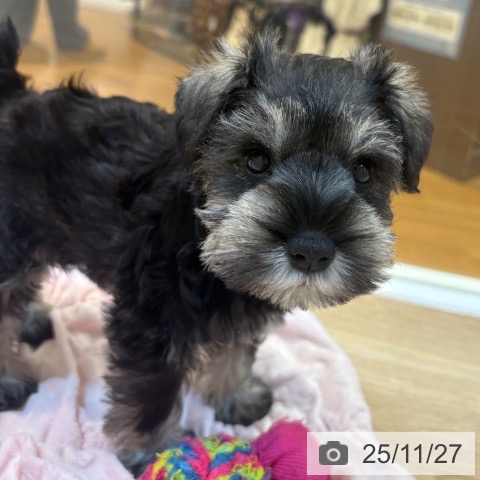 ミニチュア・シュナウザーの写真