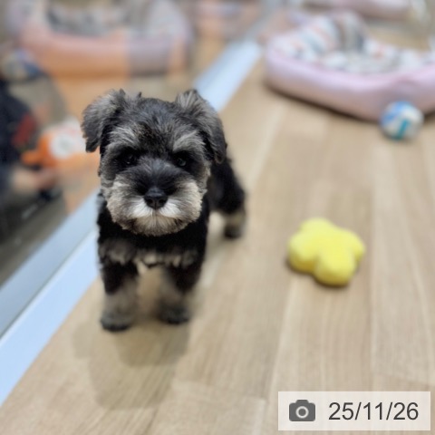 ミニチュア・シュナウザーの写真