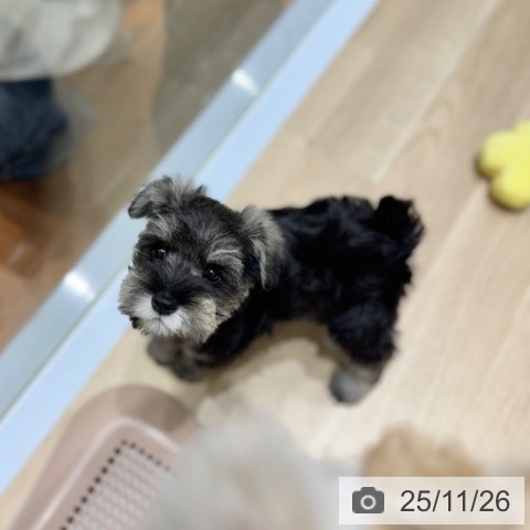 ミニチュア・シュナウザーの写真