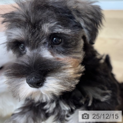 大阪府のミニチュアシュナウザー (ペットプラス 四條畷店/2025年9月23日生まれ/女の子/ソルトペッパー)の子犬の3枚目の画像